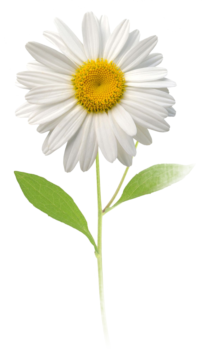 A white daisy on a long green stem