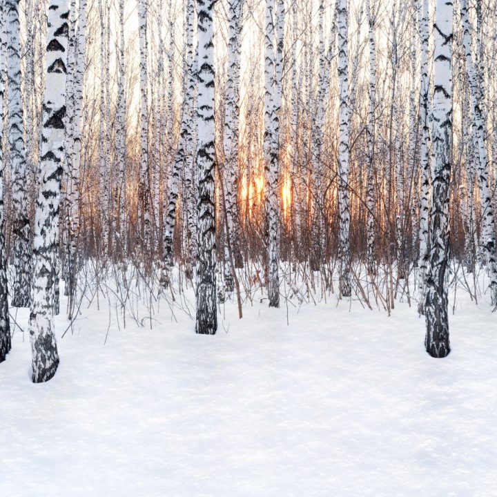 Snow-covered birch forest with low sun through the trunks, like the New England woods of her childhood